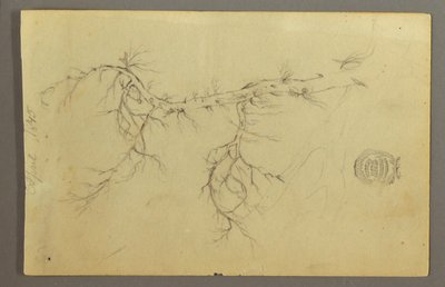 A Leafless Bough of a Tree by Frederic Edwin Church